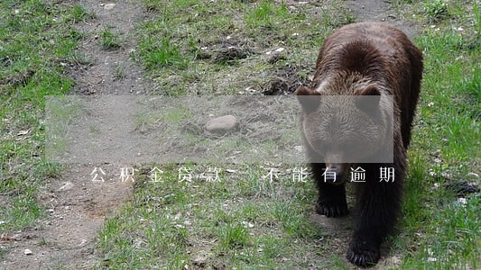 公积金贷款 不能有逾期 公积金贷款 不能有逾期